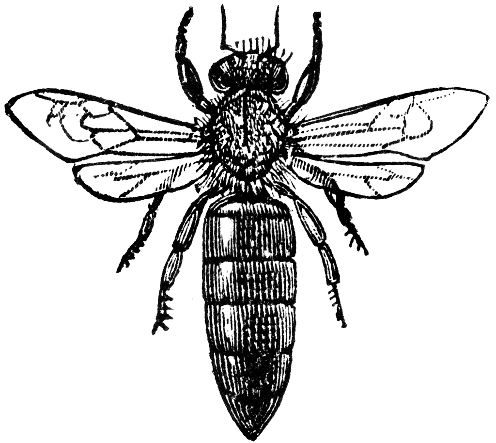 Pin en Bienen und Wespen