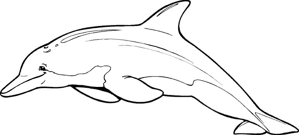 realistic dolphin coloring pages