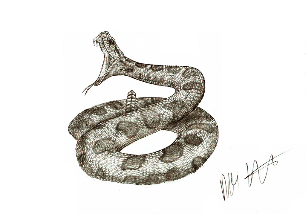 desert rattlesnake drawing