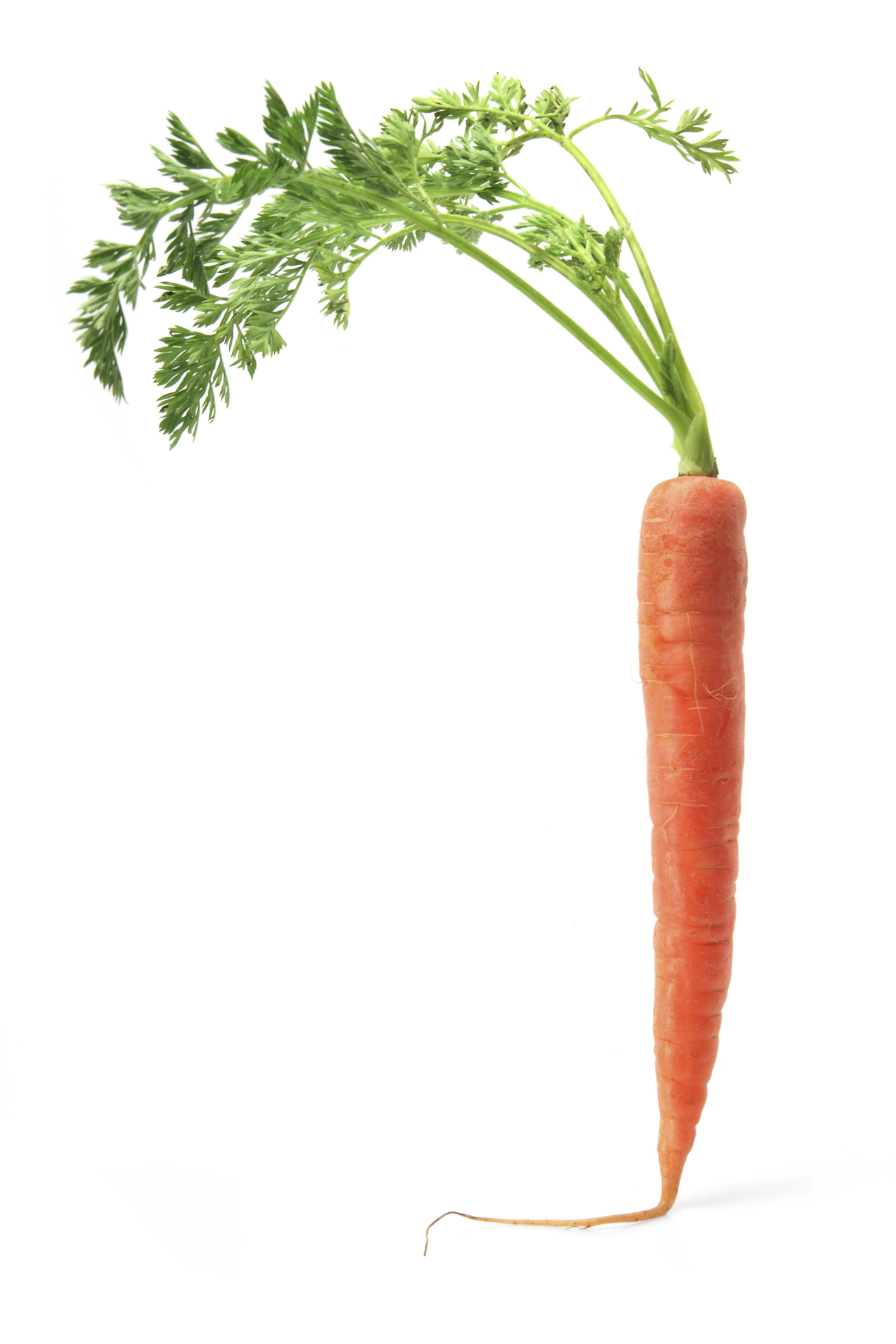 baby carrot - Clip Art Library