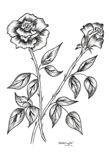 Rose of china Hibiscus rosa sinensis - Jean-Luc Bernard - Paintings &  Prints, Flowers, Plants, & Trees, Flowers, Flowers A-H, Hibiscus - ArtPal