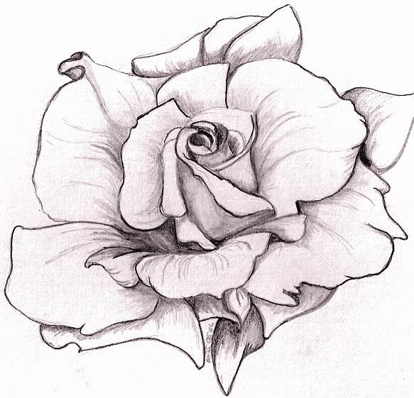 Detailed pencil sketch of a blooming rose with layered petals and soft shading, capturing texture and depth in monochrome.