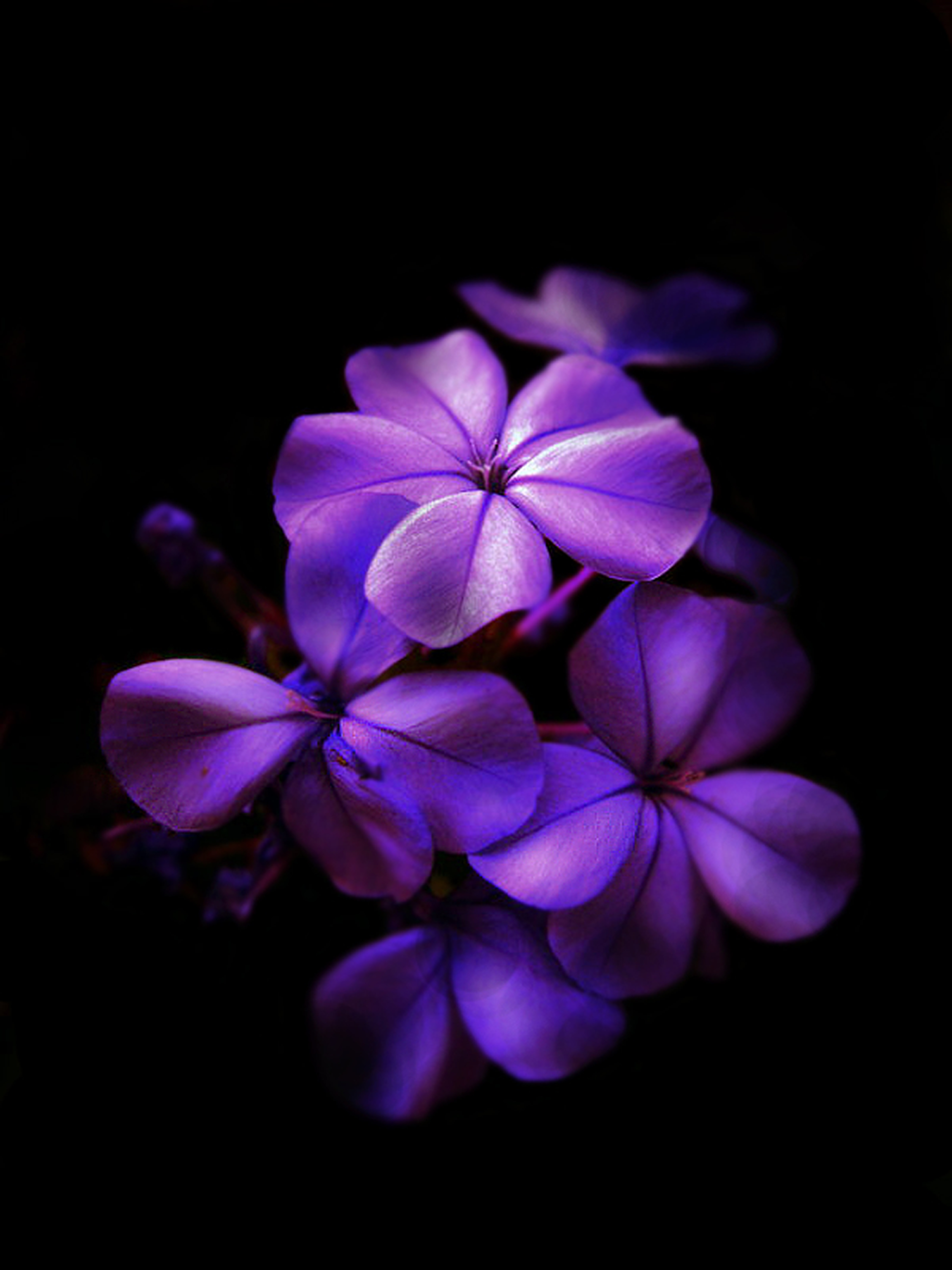 Purple Flowers Pictures Wallpaper | Wallpaper Download - Clip Art Library