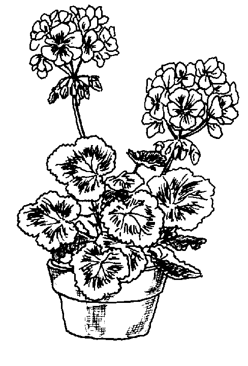 Geranium Plant Illustration - Botanical Line Art for Gardening & Design
