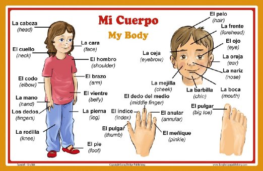 Part Of Body In Italian Clip Art Library