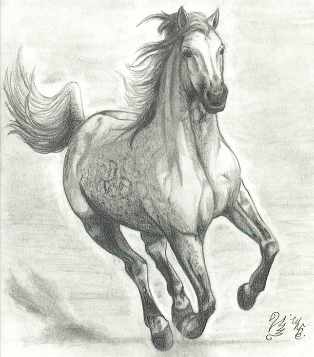 Free Horse Drawing, Download Free Horse Drawing png images, Free ...