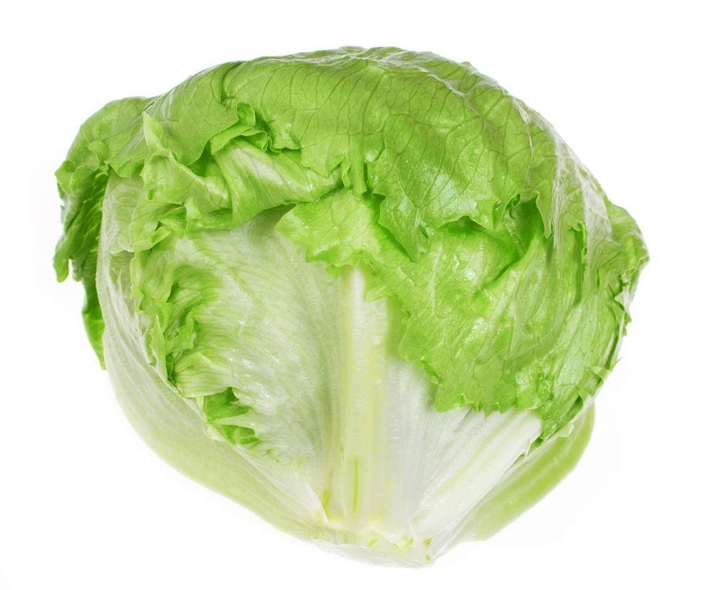 Lettuce Head - Iceberg -