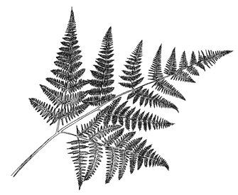 Beeswax Palms  Ferns