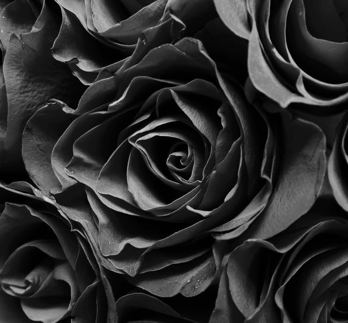 diadtocsucmoi: black and white rose wallpaper