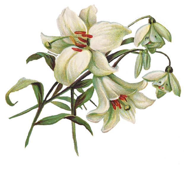 Leaping Frog Designs: Vintage Clip Art Lily And Snow Bells PNG Image