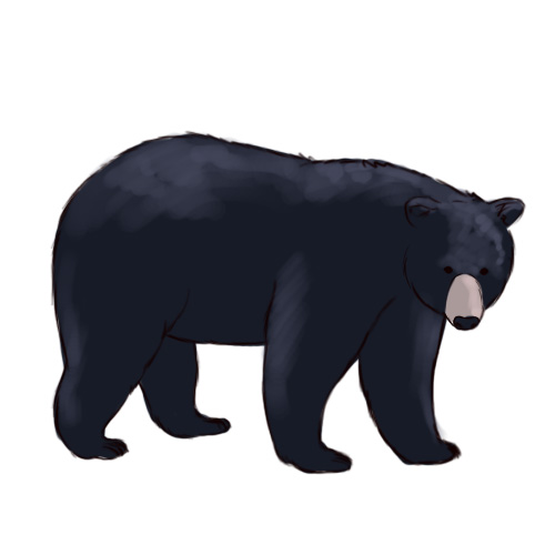 cute black bear cartoon