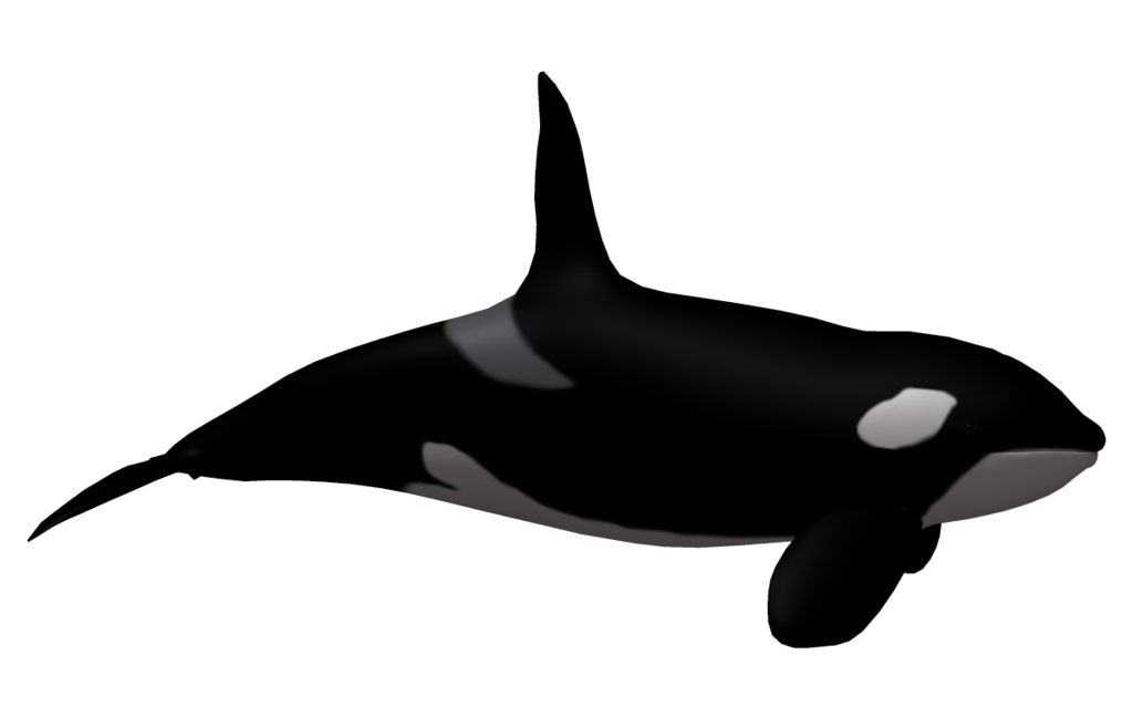 Clipart library: More Like Killer Whale 02 by wolverine041269