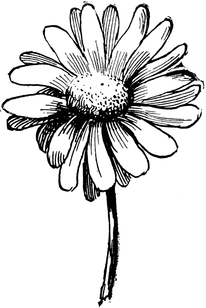 Daisy Line Drawing Images  Pictures - Becuo