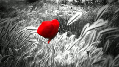 A single vibrant red poppy stands out against a desaturated field of tall grass.