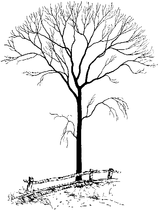 Bare deciduous tree with intricate branches beside a rustic wooden fence on a hillside.