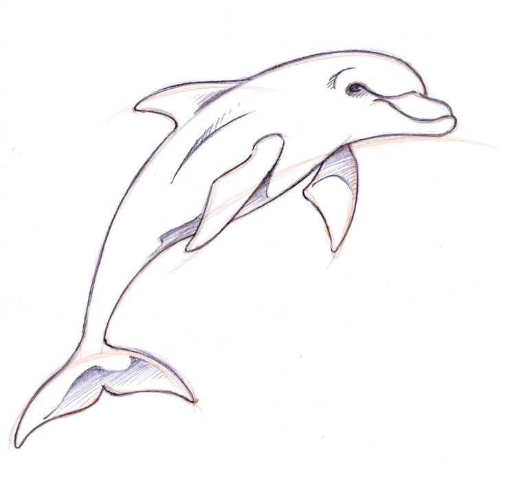 How to Draw a Dolphin - Easy Drawing Art