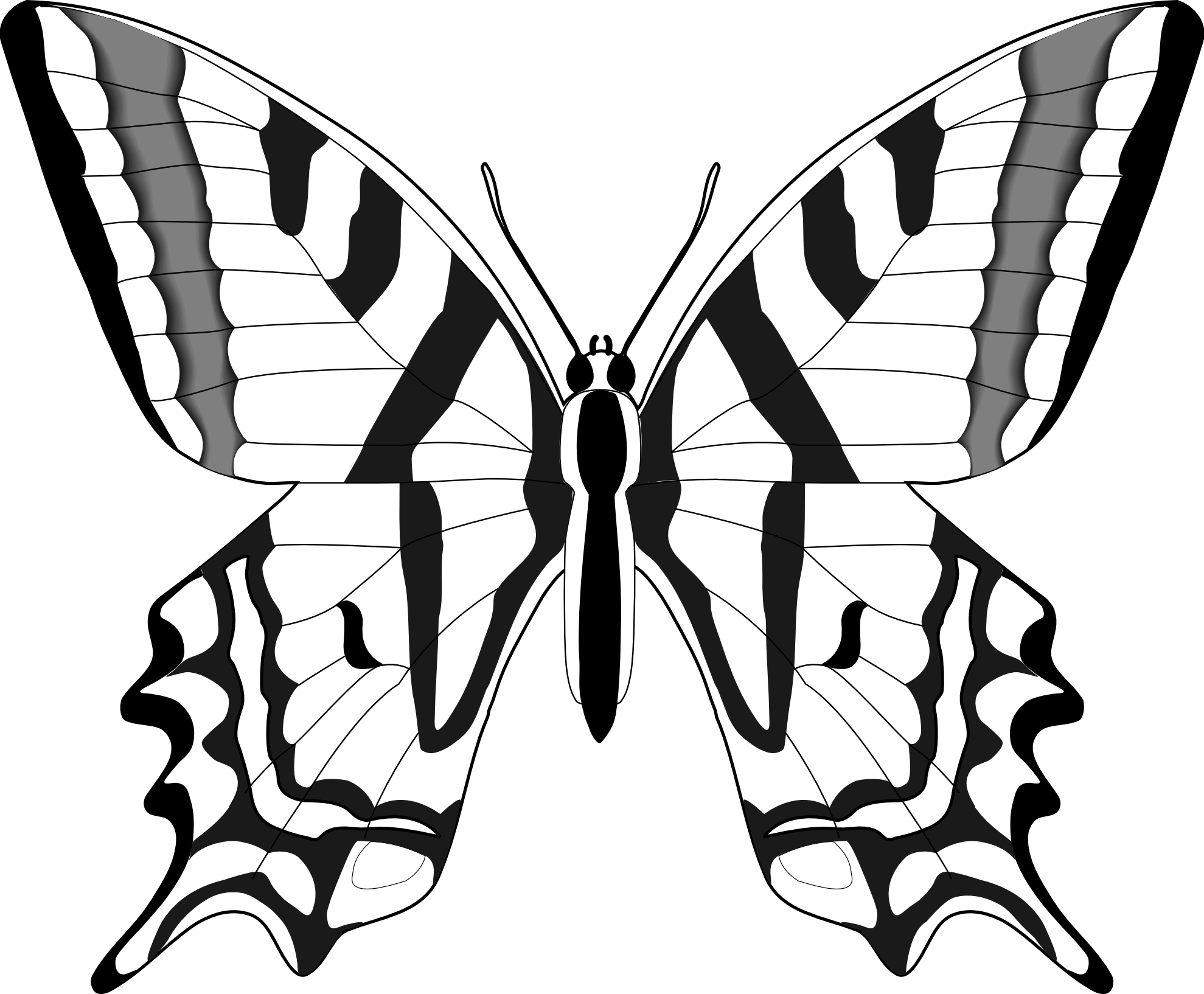 Black White Butterfly Images - Clipart library
