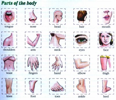 Free Parts Of The Body, Download Free Parts Of The Body png images