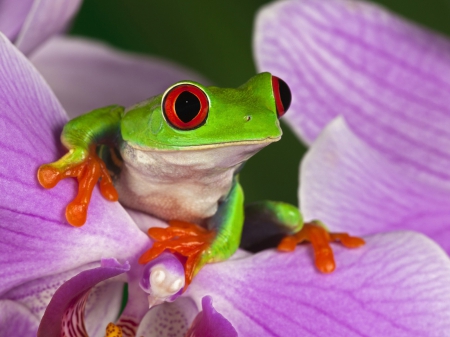 A vibrant red-eyed tree frog perches on a purple orchid petal, showcasing its bright green skin and orange toes.