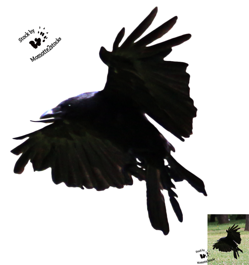 Clipart library: More Artists Like Cut-out stock PNG 70 - flying crow 