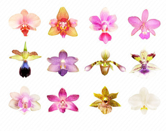 Popular items for orchid clip art on Etsy