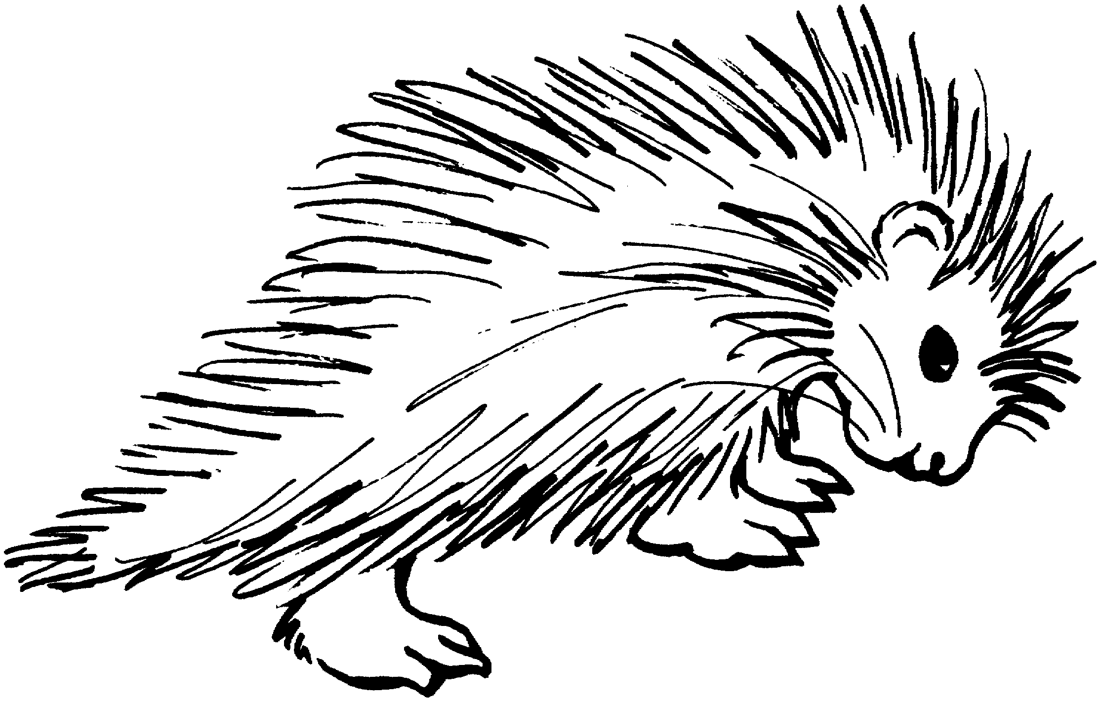 Free Porcupine Coloring Pages