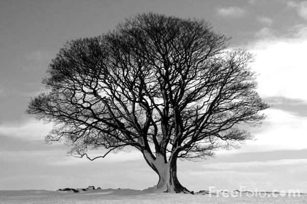 Tree - Black and White pictures, free use image, 15-01-33 by 