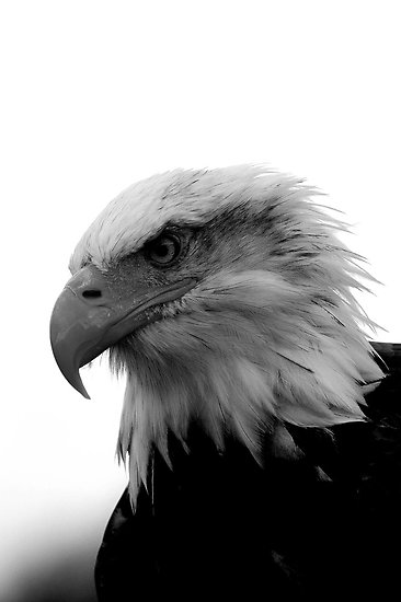 Bald Eagle Black and White Posters by mrshutterbug | Redbubble
