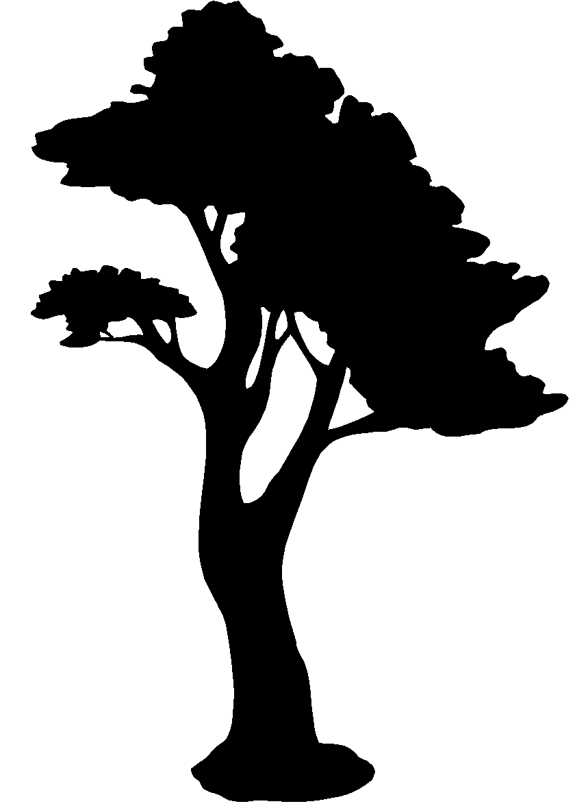 cypress tree swamp silhouette