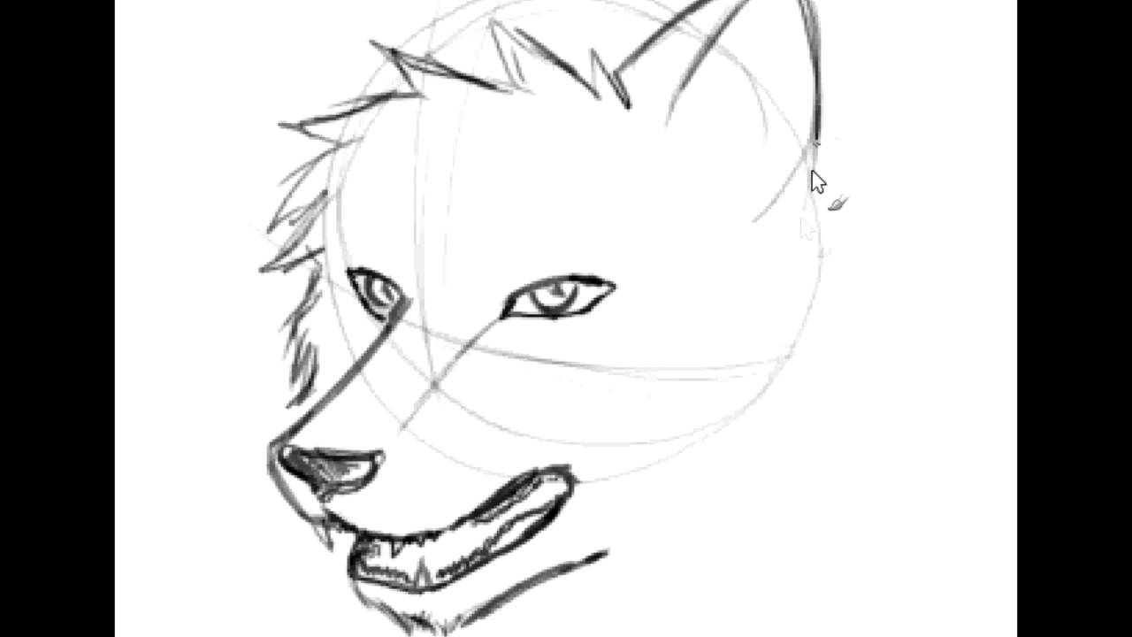 how to draw a wolf head front view