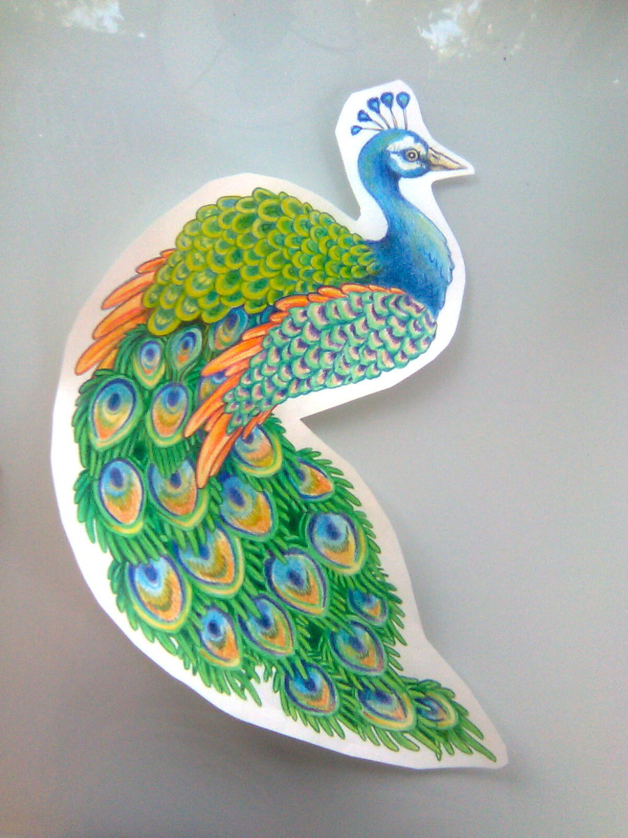 my first drawing of a peacock
