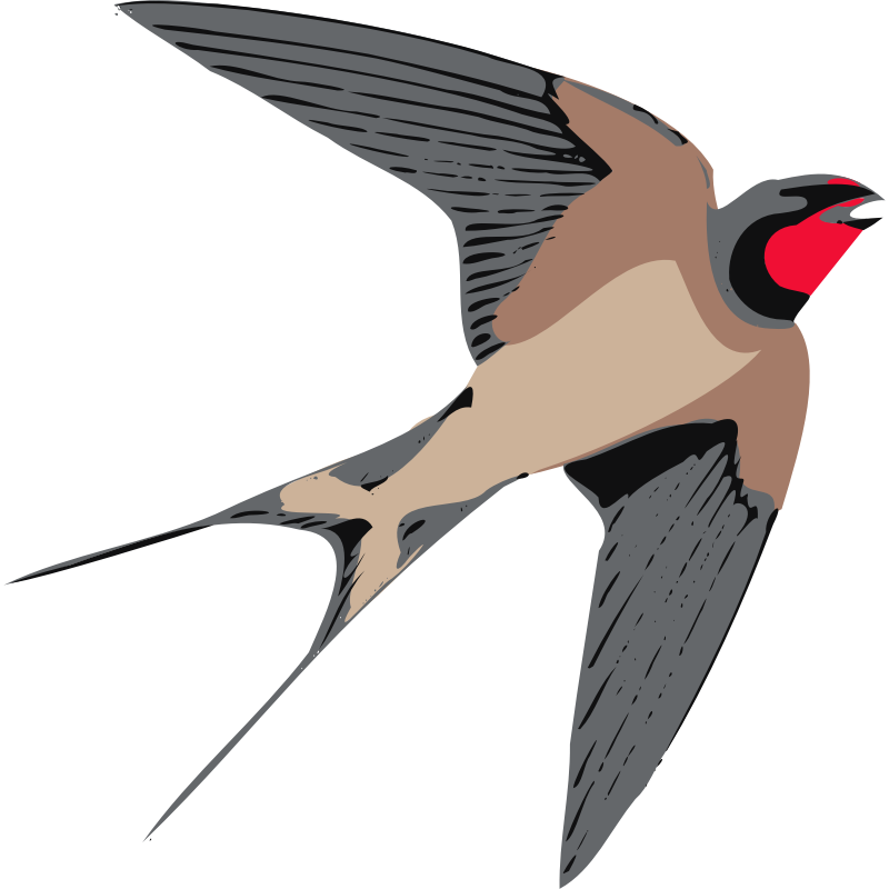 Barn Swallow in Flight - Graceful Aerial Hunter