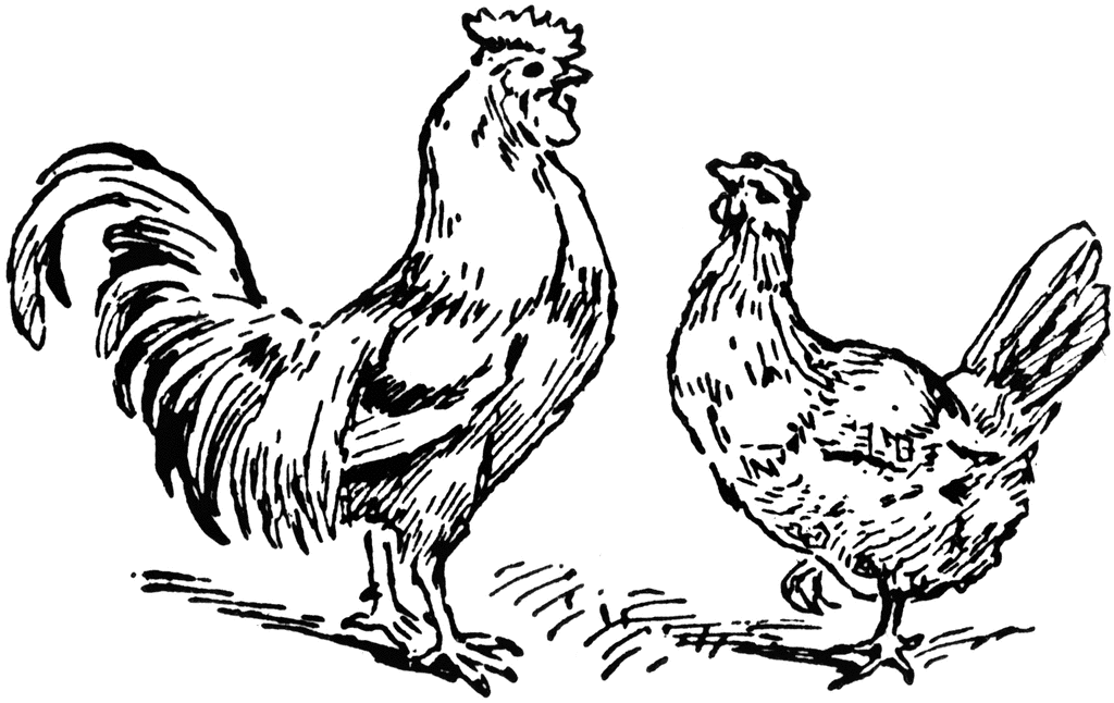 Rooster and Hen | ClipArt ETC
