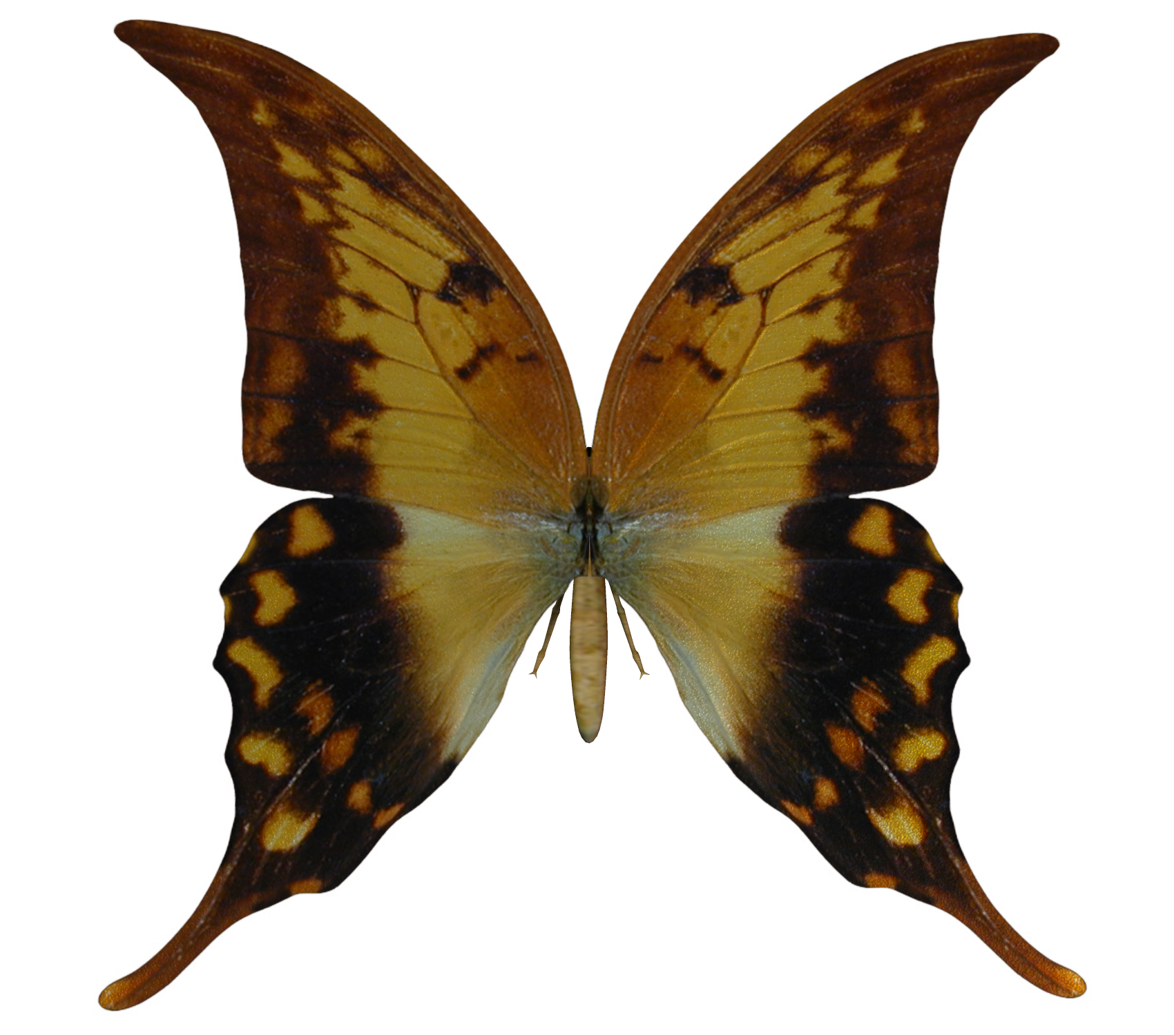 Buterfly Clip Art Library