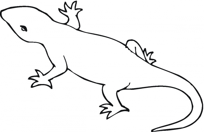 Lizard Outline Template - Clipart library