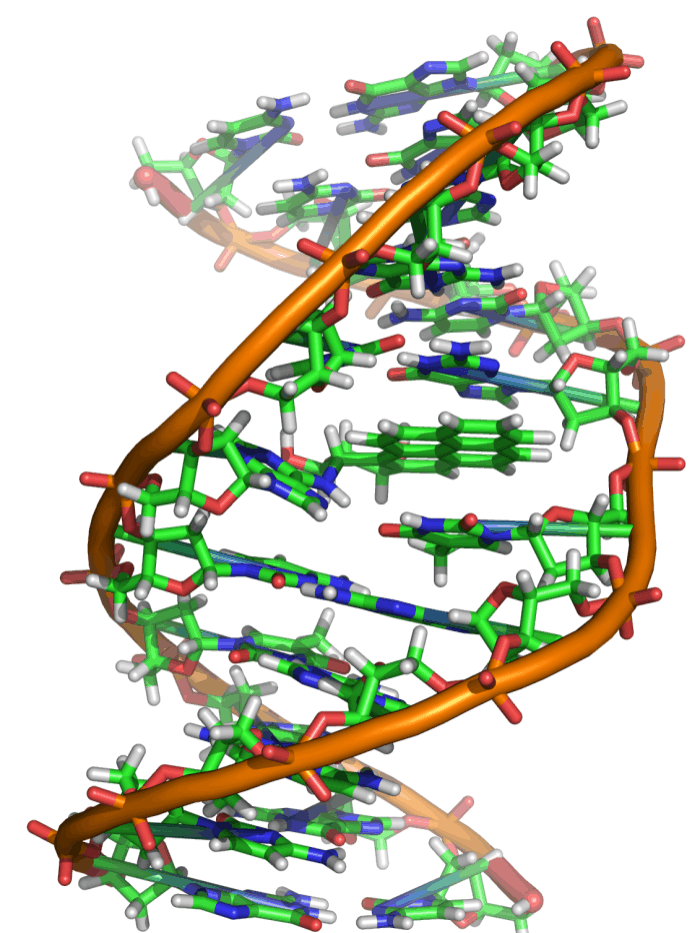 DNA Double Helix Structure - Molecular Visualization