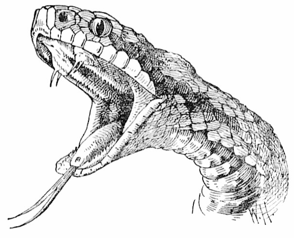 viper snake drawing face