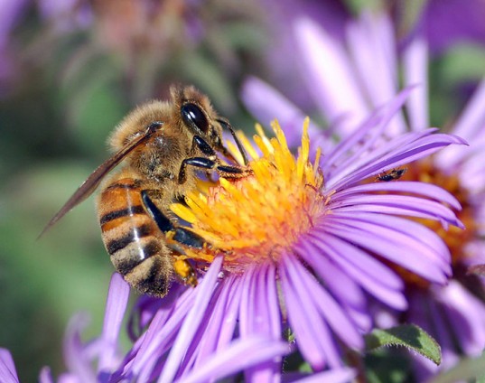 Honeybee Pollinating Purple Aster Flower - Close-Up Nature Photography