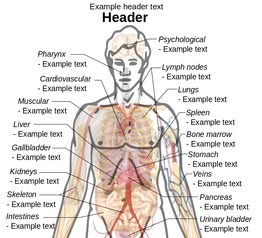 female human anatomy diagram organs