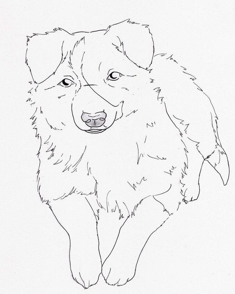 Little Border-Collie Outlines by silverwerwolf on Clipart library
