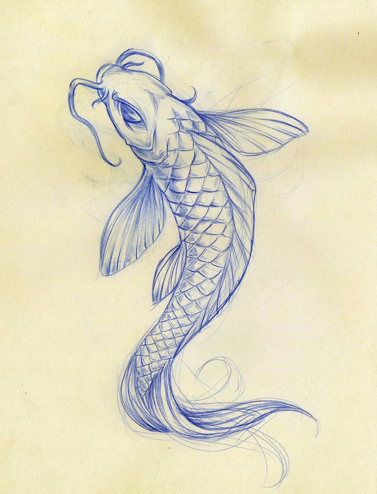 Mackeral fish drawing by Naomi Veitch
