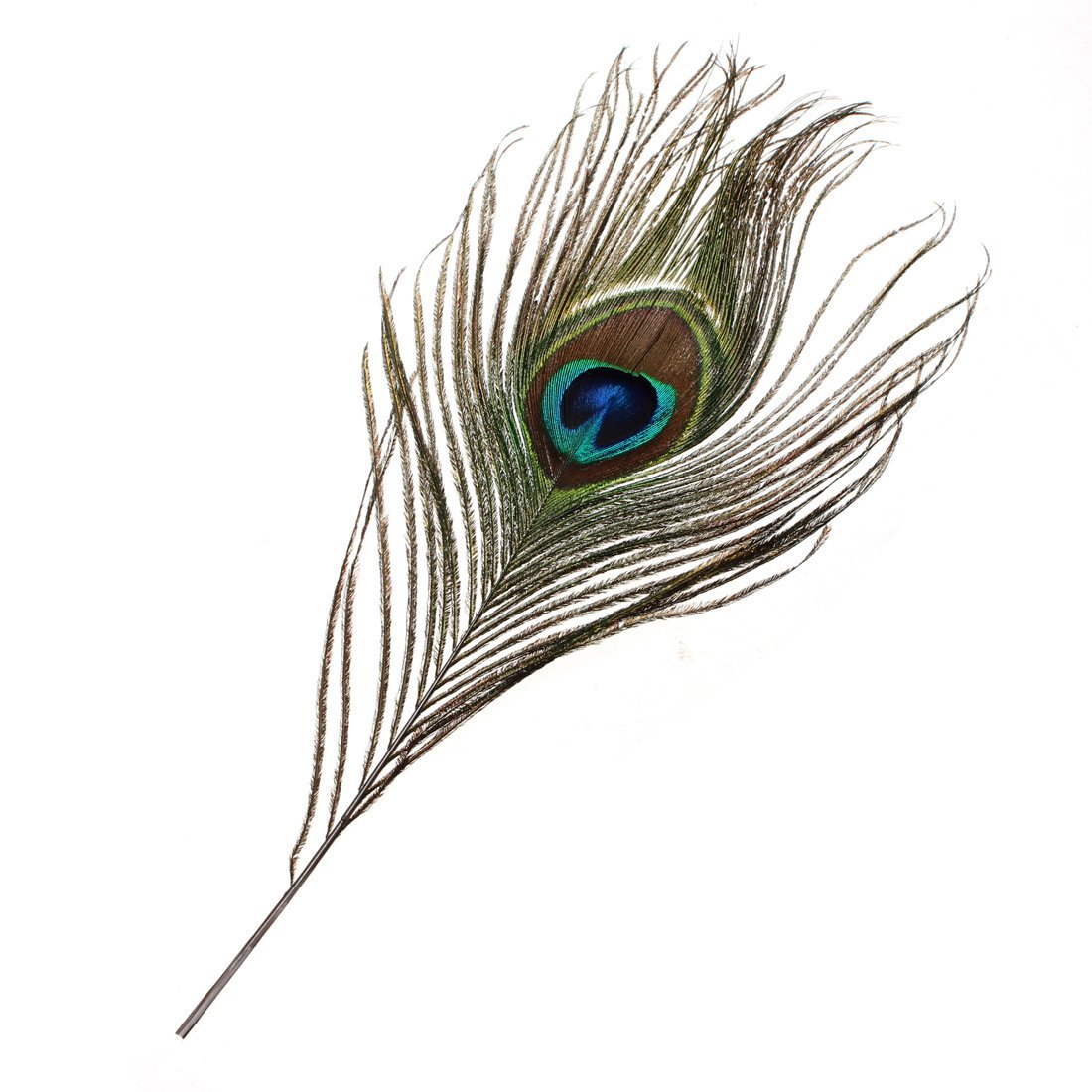  : Pack of 30pc Natural Peacock Feathers 10-12