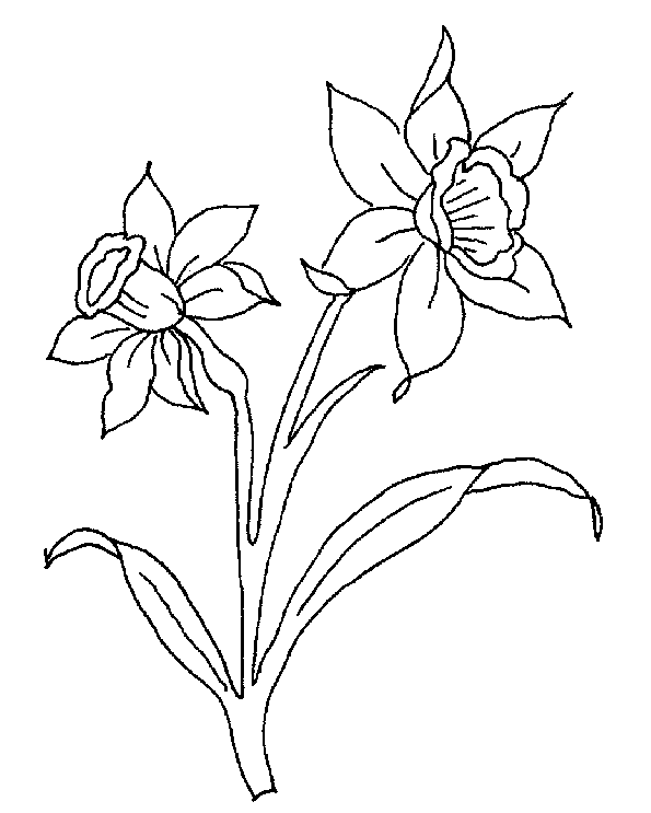 Free Daffodils Drawing, Download Free Daffodils Drawing png images ...