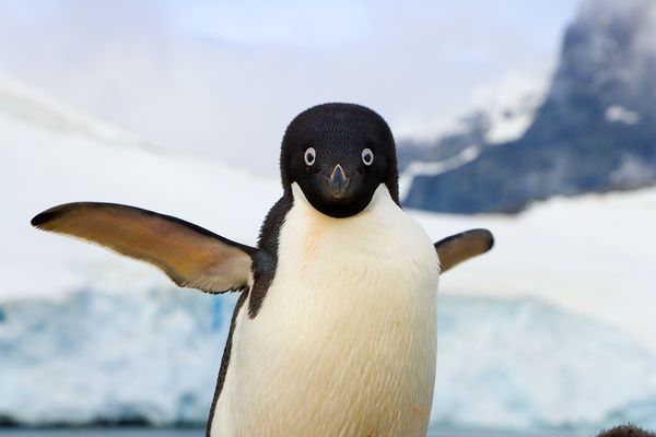 Adelie Penguin in Antarctica - Wildlife Photography & Facts