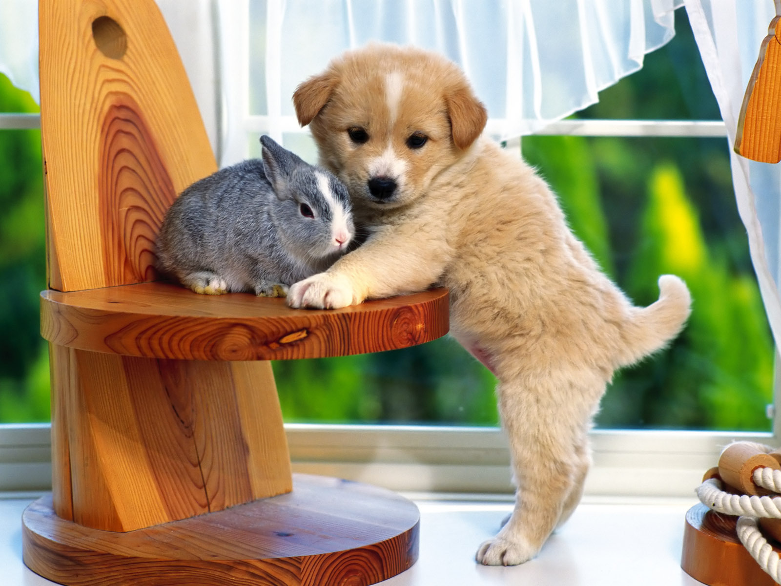 A fluffy golden puppy gently nuzzles a gray-and-white rabbit sitting on a wooden stool by a sunlit window.