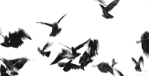 birds gif - Clip Art Library