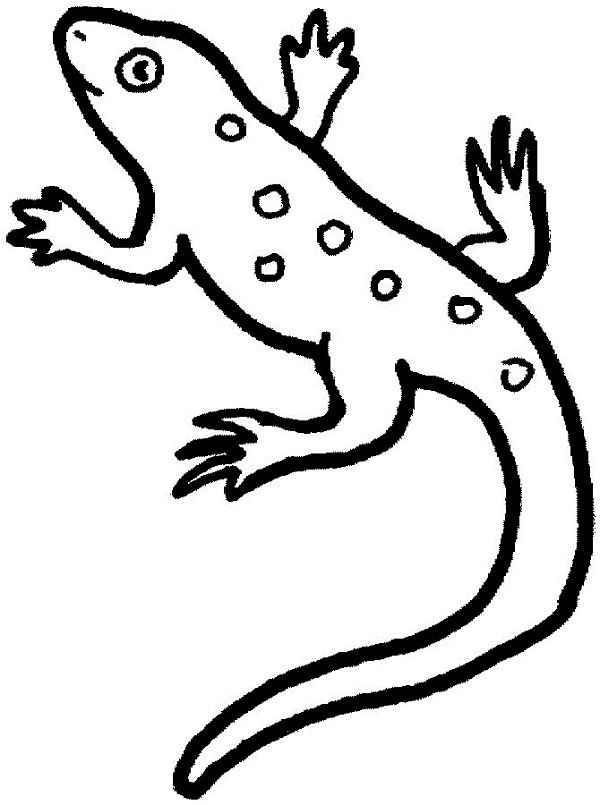 anole lizard coloring pages | Coloring Kids