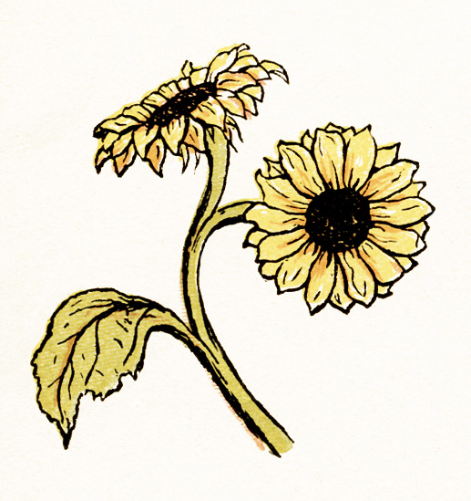 Sunflower Illustration: Blooming and Wilting Stages Artwork