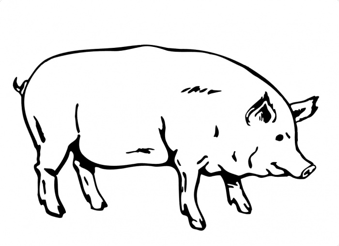 Cartoon Pig For Coloring Page Vector Art Download Pig Vectors 