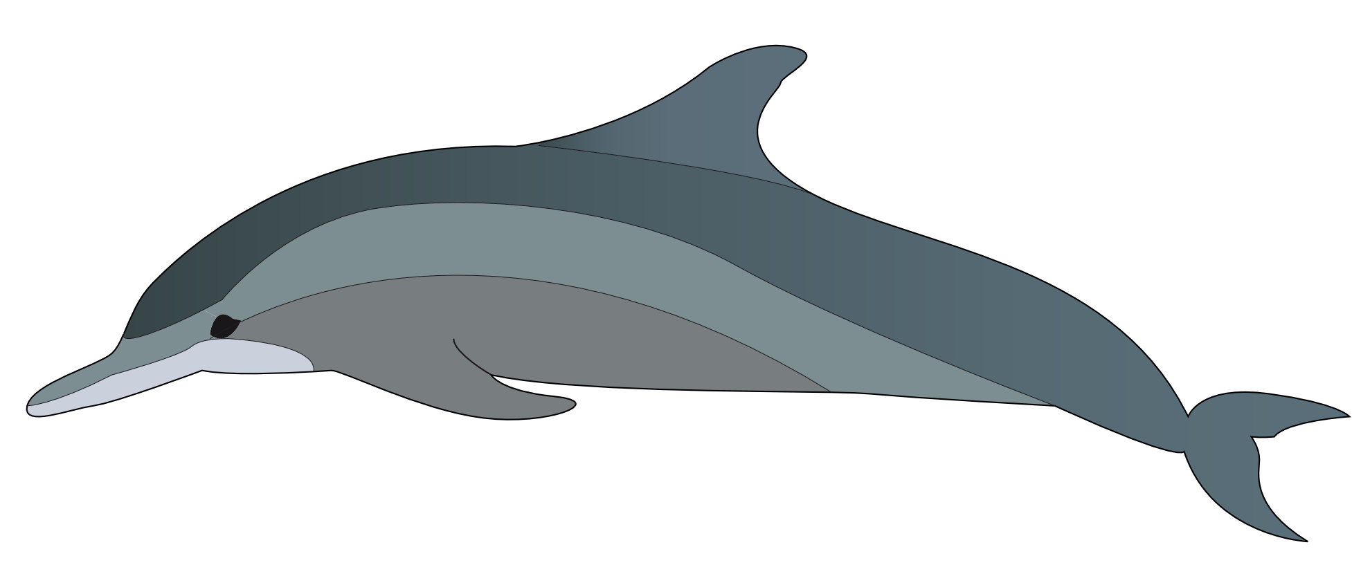 Dolphin Clipart Dolphin Clip Art 3 Png Car Pictures